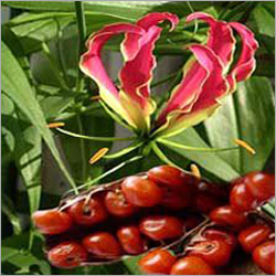 Flame Lily